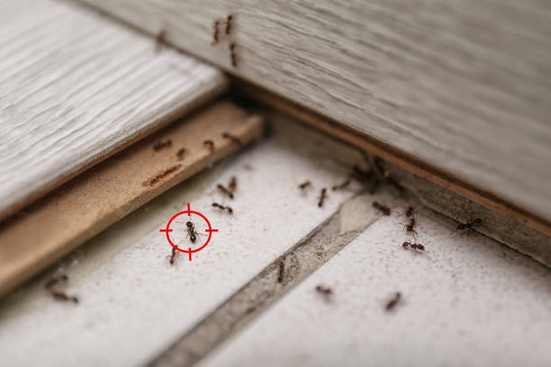 Best Ant Control Services  in Hartford, IL