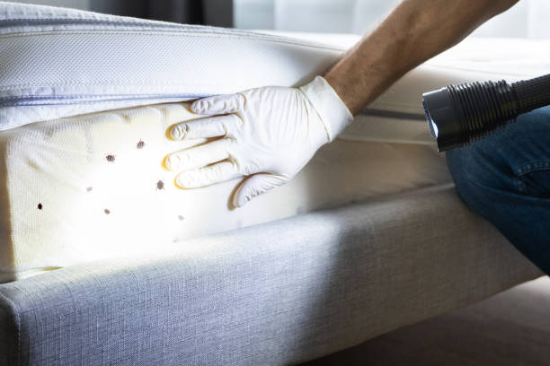 Trusted Hartford, IL Pest Control Experts